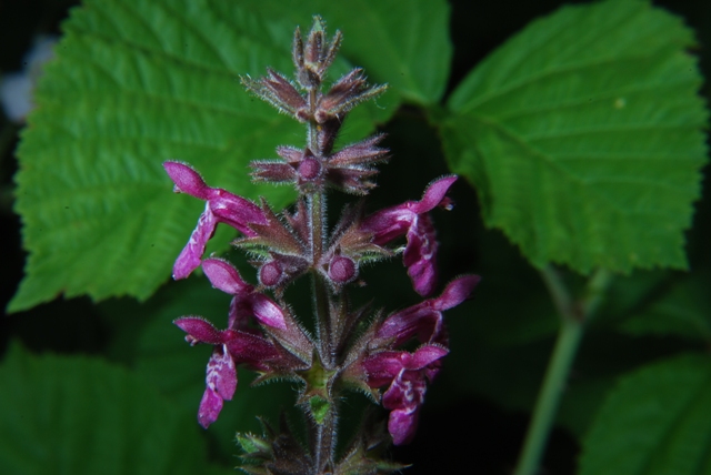 Stachys sylvatica